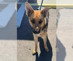 German Shepherd Dog-Unknown Mix Dogs for adoption in Lathrop, CA, USA