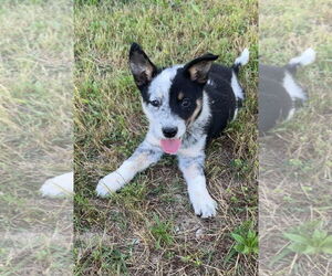 Border Collie-Unknown Mix Dogs for adoption in Harrison, AR, USA
