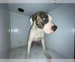 American Foxhound-Unknown Mix Dogs for adoption in Houston, TX, USA