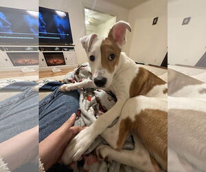 Unknown-Whippet Mix Dogs for adoption in New Orleans, LA, USA