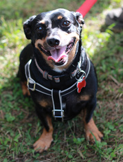 Dachshund Dogs for adoption in Mt Laurel, NJ, USA
