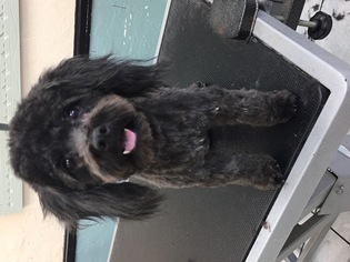 ShihPoo Dogs for adoption in Long Beach, CA, USA