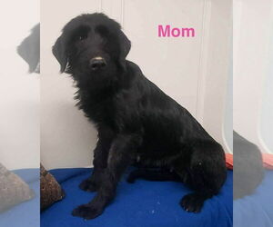 Labrador Retriever-Unknown Mix Dogs for adoption in Aurora, IN, USA