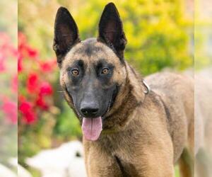 Mutt Dogs for adoption in Camarillo, CA, USA