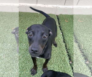 Chihuahua-Unknown Mix Dogs for adoption in Tempe , AZ, USA