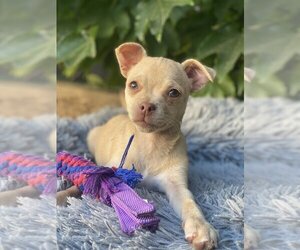 Chihuahua-Unknown Mix Dogs for adoption in Banning, CA, USA