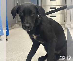 Labrador Retriever-Unknown Mix Dogs for adoption in Washington, DC, USA