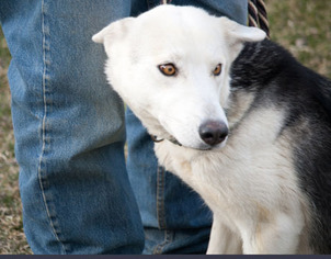 Siberian Husky-Unknown Mix Dogs for adoption in Harvard, IL, USA