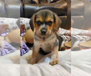 Beagle Dogs for adoption in Westwood, NJ, USA