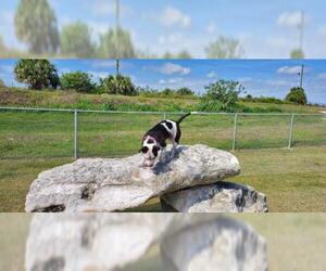 American Bulldog-Unknown Mix Dogs for adoption in Seminole, FL, USA