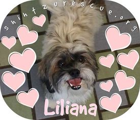 Lhasa Apso Dogs for adoption in Weston, FL, USA