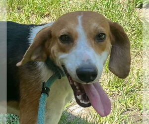 Mutt Dogs for adoption in Tarboro, NC, USA