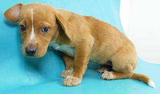 Beagi Dogs for adoption in Morton Grove, IL, USA