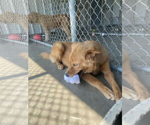 Golden Retriever-Unknown Mix Dogs for adoption in Pryor, OK, USA