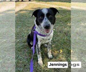 Anatolian Shepherd-Border Collie Mix Dogs for adoption in Richmond, IN, USA