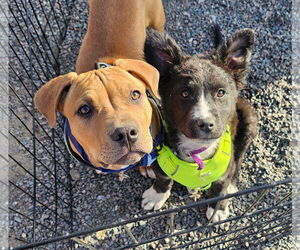 Mutt Dogs for adoption in Fort Collins, CO, USA