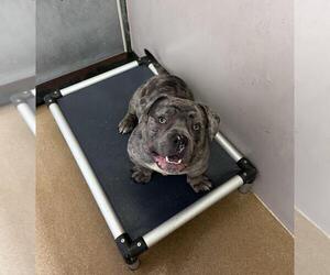 American Pit Bull Terrier Dogs for adoption in Martinez, CA, USA