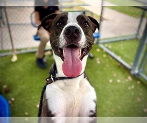 American Staffordshire Terrier-Unknown Mix Dogs for adoption in Orlando, FL, USA
