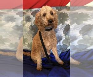 Goldendoodle Dogs for adoption in Longview, TX, USA