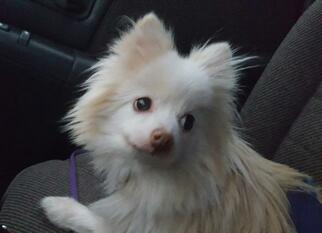 Pomeranian Dogs for adoption in Battle Ground, WA, USA