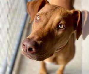 Redbone Coonhound Dogs for adoption in Freeport, FL, USA