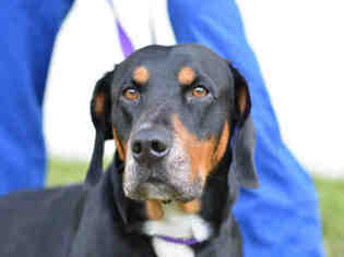 Basset Hound Dogs for adoption in Fort Lauderdale, FL, USA