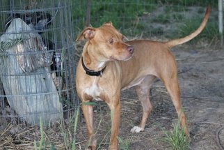 American Pit Bull Terrier-Unknown Mix Dogs for adoption in Baraboo, WI, USA