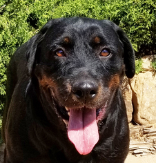 Rottweiler Dogs for adoption in Albuquerque, NM, USA