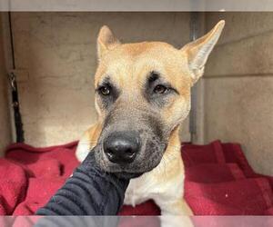 Chow Chow-Unknown Mix Dogs for adoption in Oklahoma City, OK, USA