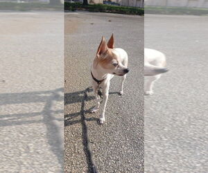 Chihuahua-Unknown Mix Dogs for adoption in Melbourne, FL, USA