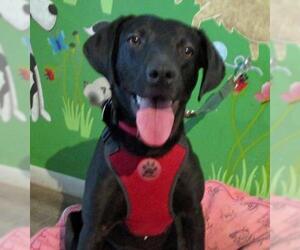 Lab-Pointer Dogs for adoption in Grovertown, IN, USA