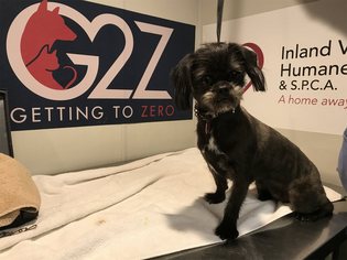 Brussels Griffon Dogs for adoption in pomona, CA, USA
