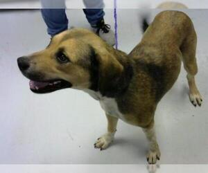 Beagle Dogs for adoption in Pasadena, TX, USA