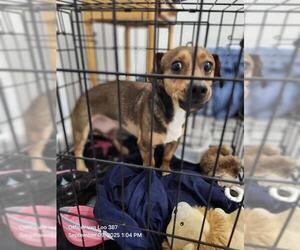 Dachshund-Unknown Mix Dogs for adoption in San Antonio, TX, USA