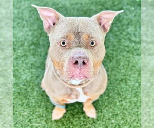 Staffordshire Bull Terrier Dogs for adoption in Tavares, FL, USA