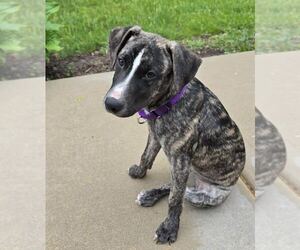 Mutt Dogs for adoption in GILBERTS, IL, USA