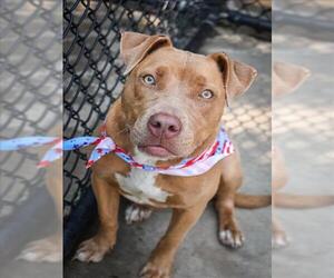 Mutt Dogs for adoption in Tulsa, OK, USA