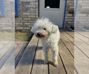 Mutt Dogs for adoption in Dallas, TX, USA