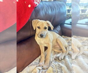 Medium Photo #5 Mutt Puppy For Sale in MECHANICSBURG, PA, USA