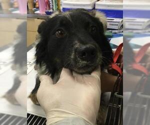 Australian Cattle Dog-Border Collie Mix Dogs for adoption in Riverside, CA, USA