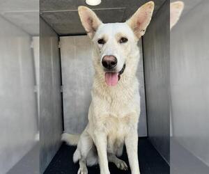 German Shepherd Dog Dogs for adoption in San Antonio, TX, USA