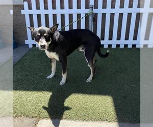 German Shepherd Dog-Siberian Husky Mix Dogs for adoption in Modesto, CA, USA