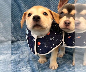 American Pit Bull Terrier-Labrador Retriever Mix Dogs for adoption in Lakewood, CO, USA