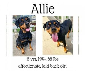 Rottweiler Dogs for adoption in Albany, GA, USA