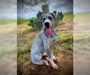 German Wirehaired Pointer-Unknown Mix Dogs for adoption in Pleasanton, TX, USA