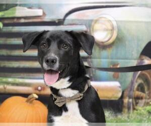 Borador Dogs for adoption in Euless, TX, USA
