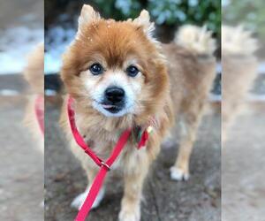 Pomeranian Dogs for adoption in Bridgewater, NJ, USA