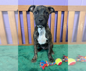 Boston Terrier-Unknown Mix Dogs for adoption in Genesee, WI, USA