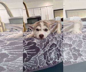 Medium Photo #2 - Mix Puppy For Sale in Holly Springs, NC, USA