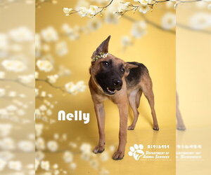 German Shepherd Dog-Unknown Mix Dogs for adoption in Riverside, CA, USA